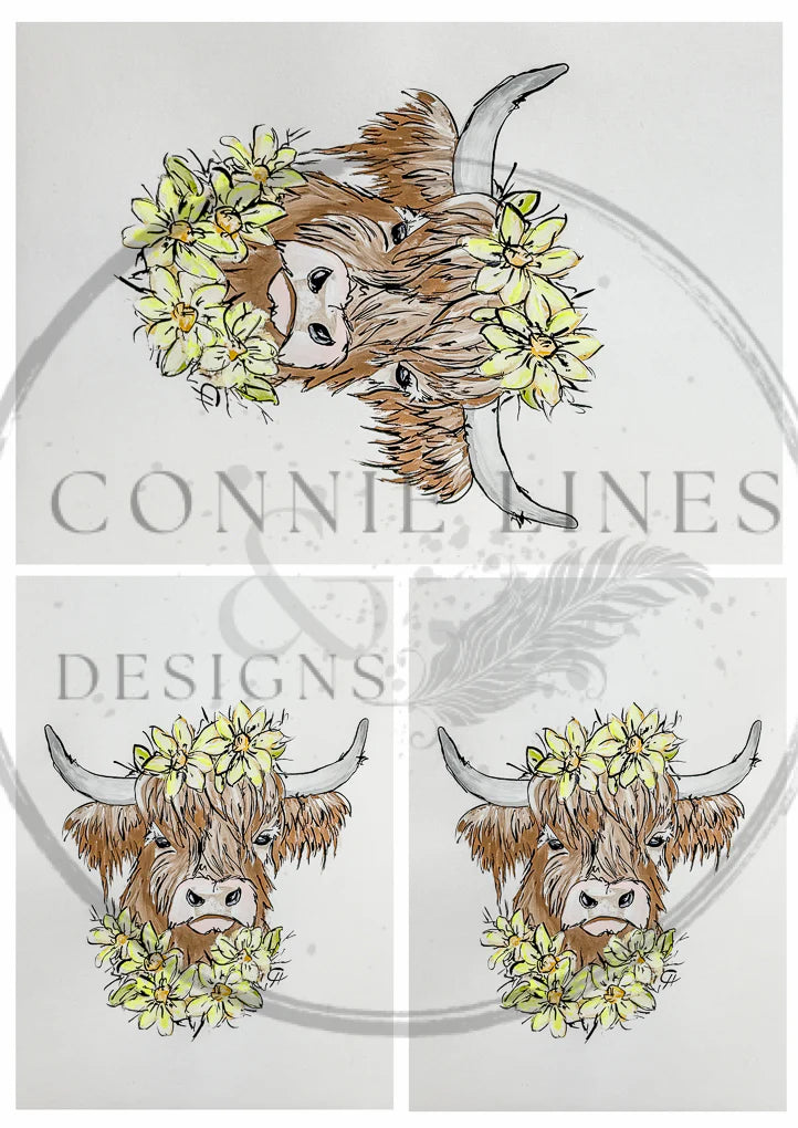 Multiple Highland Cow Franny