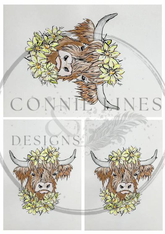 Multiple Highland Cow Franny