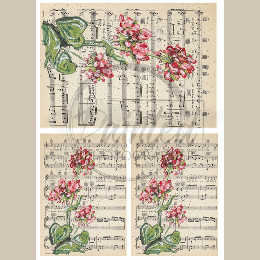 Geranium of Love Multiple