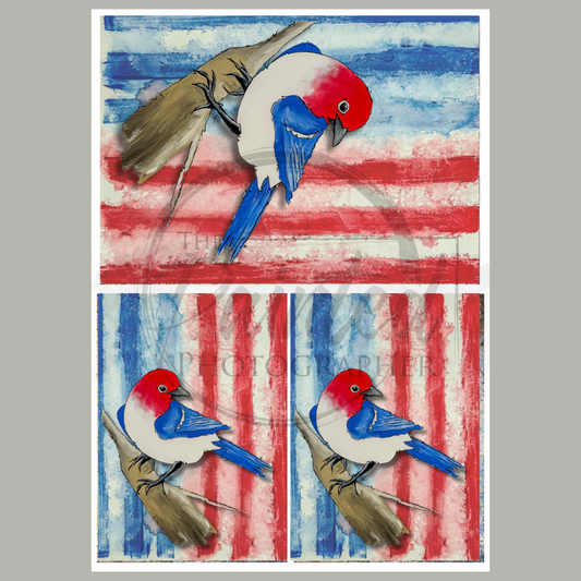 Freedom Multiple Summer 2025 Collection