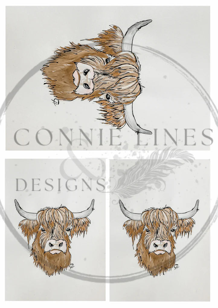 Multiple Highland Cow Gilbert