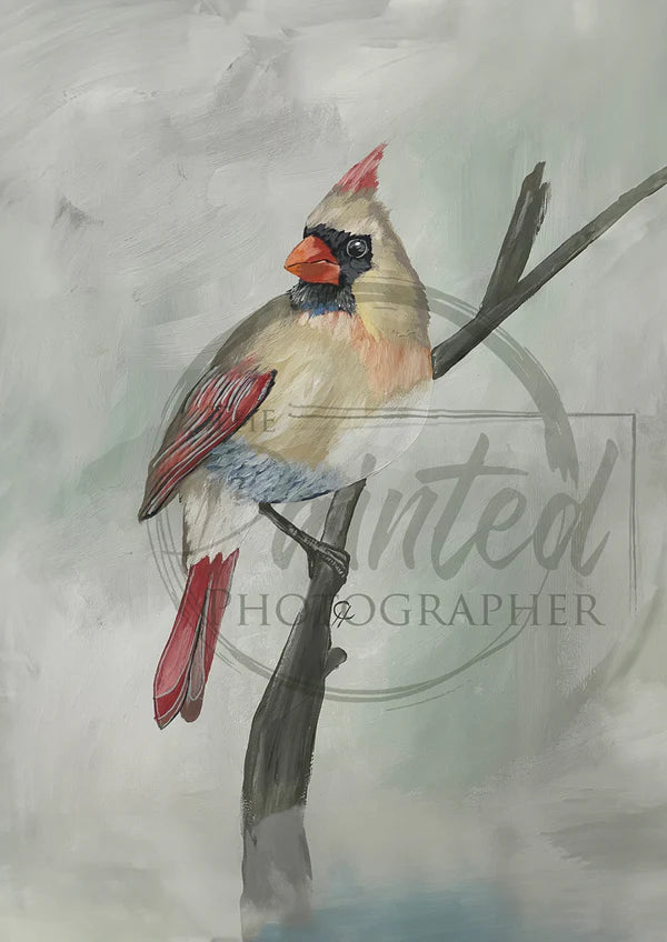 Female Cardinal by Connie