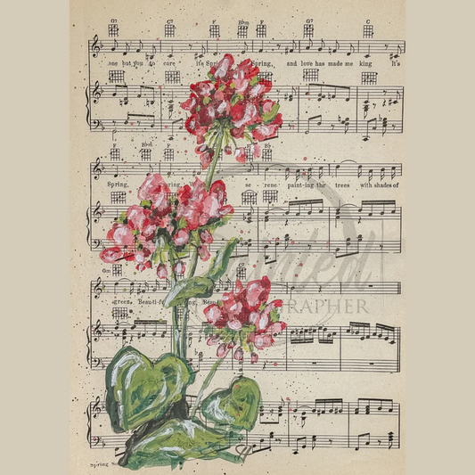 Geranium of Love